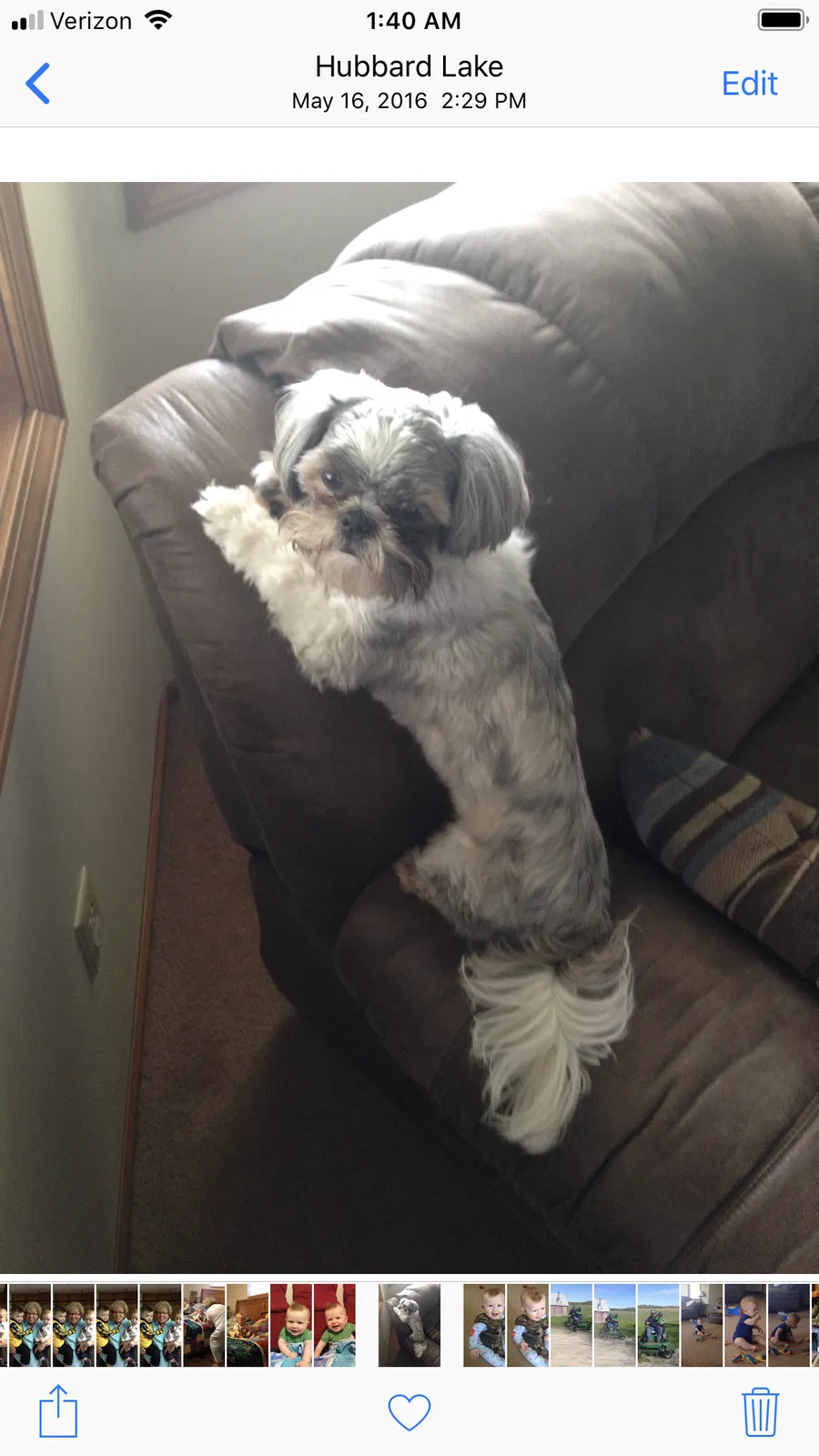 Lost dog in Summerfield, FL, 34491