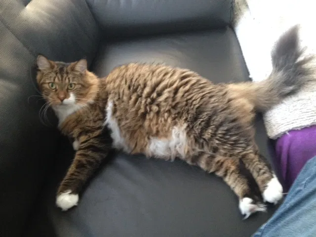 Lost cat in Pompano Beach, FL, 33062