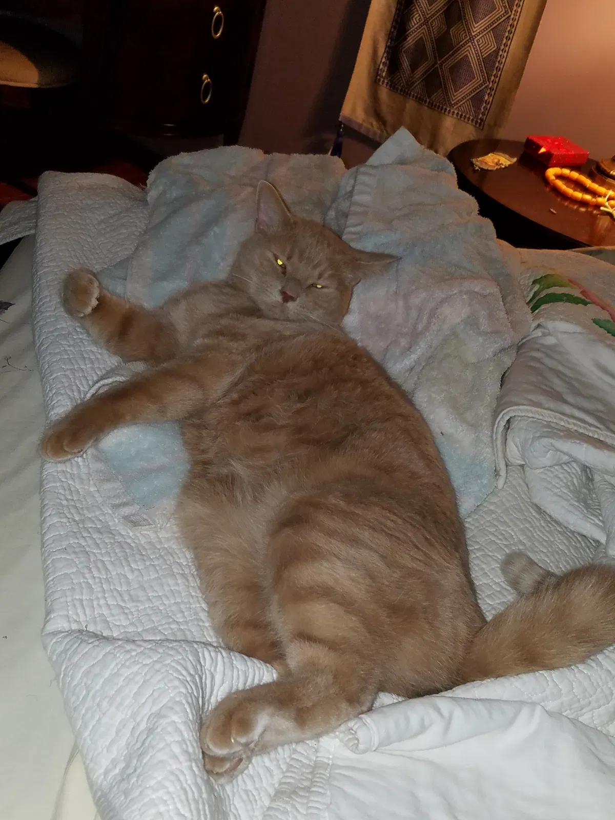 Lost cat in Tinley Park, IL, 60477