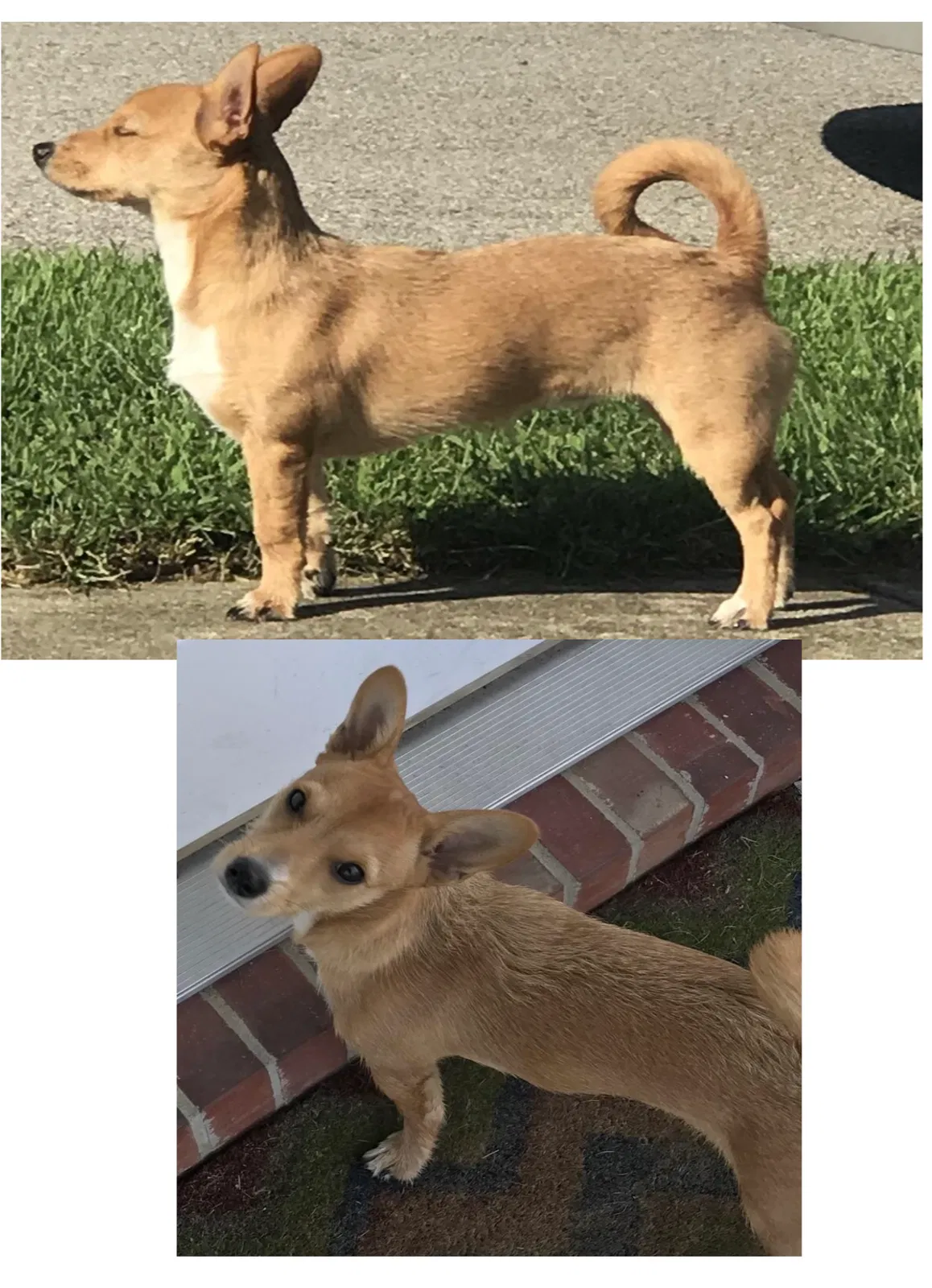 Lost dog in Springfield, KY, 40069