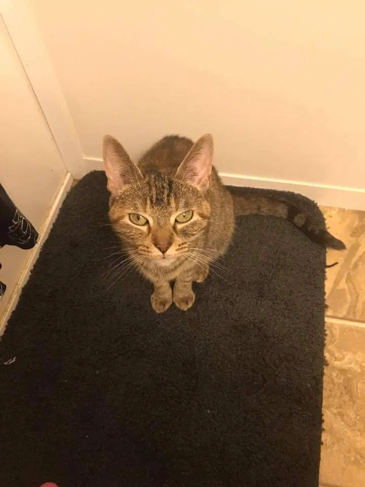 Lost cat in Miamisburg, OH, 45342
