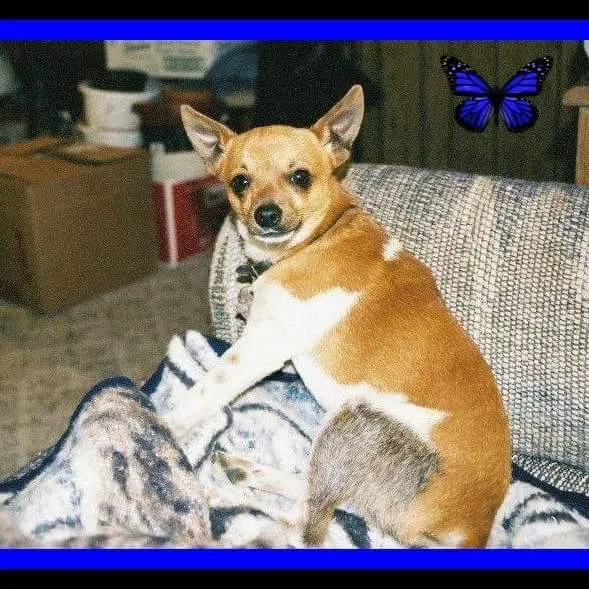 Lost dog in Tulsa, OK, 74115