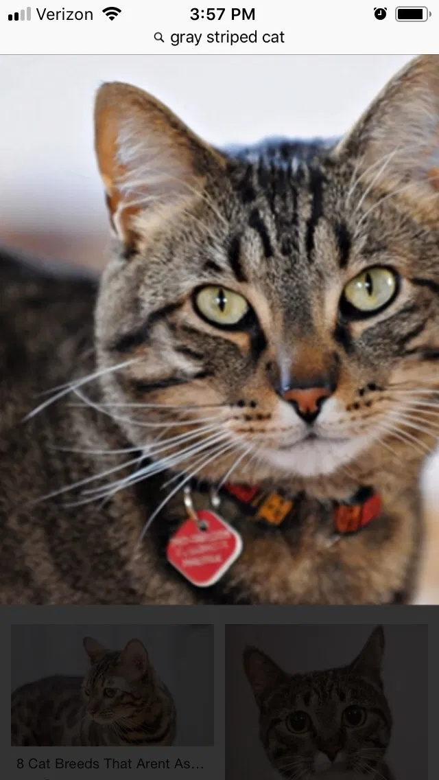 Lost cat in Surprise, AZ, 85388