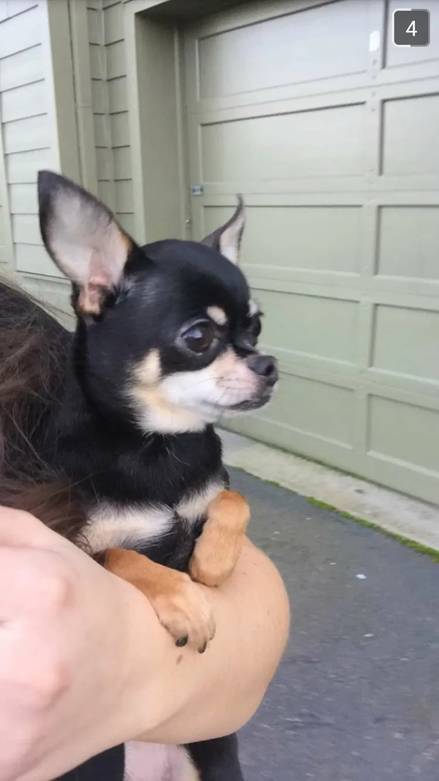 Lost dog in Reno, NV, 89509