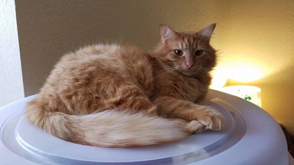 Lost cat in Grapevine, TX, 76051
