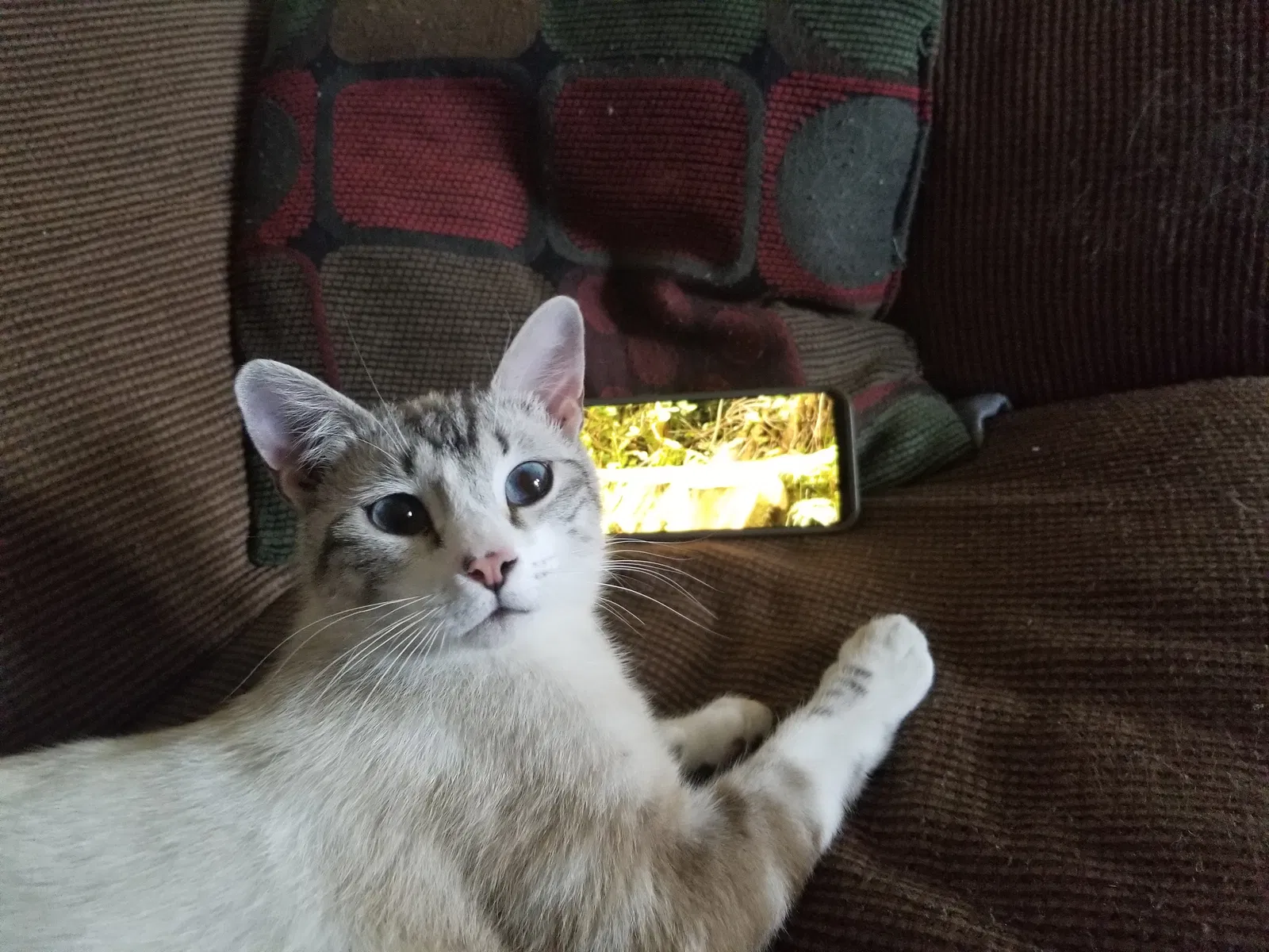 Lost cat in Albuquerque, NM, 87114