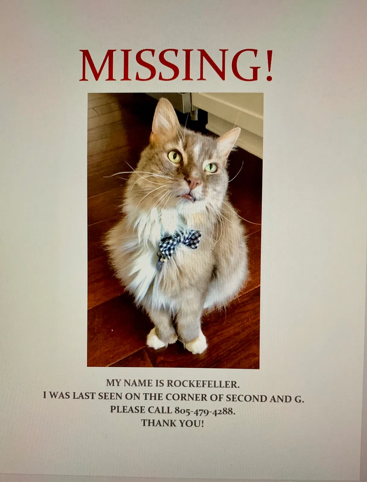 Lost cat in Oxnard, CA, 93030