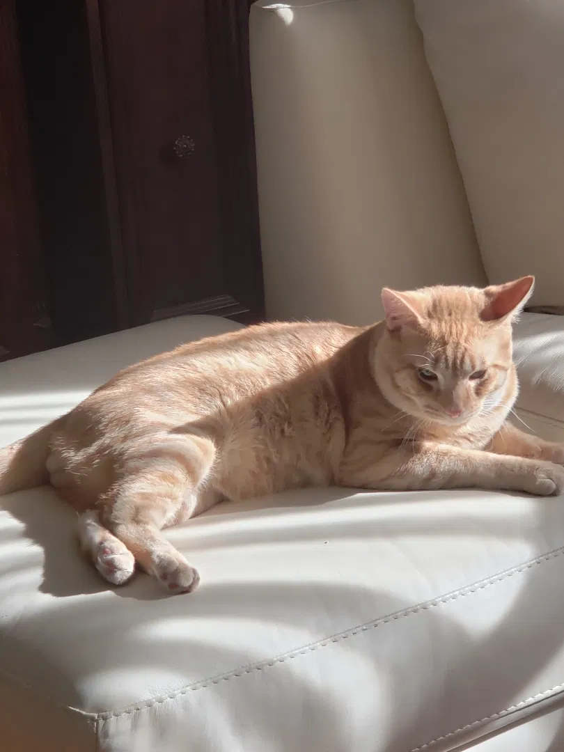 Lost cat in Elmwood Park, NJ, 7407