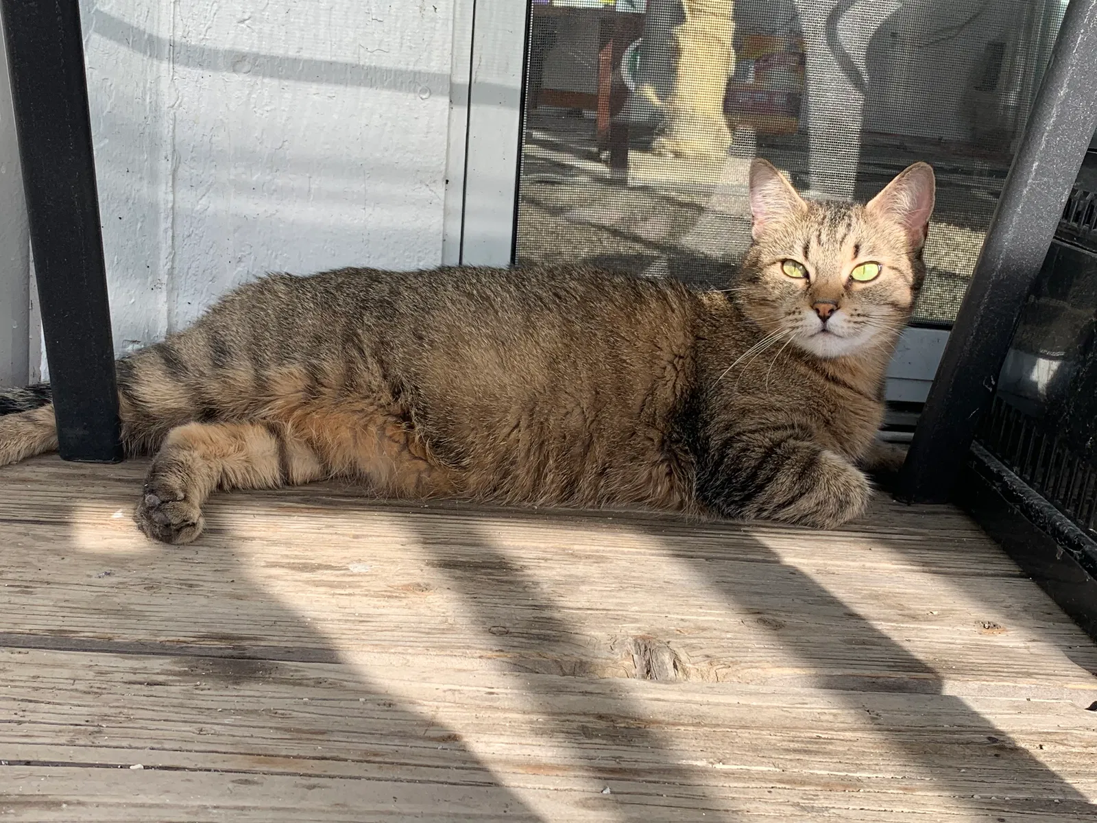 Lost cat in Thornton, CO, 80241