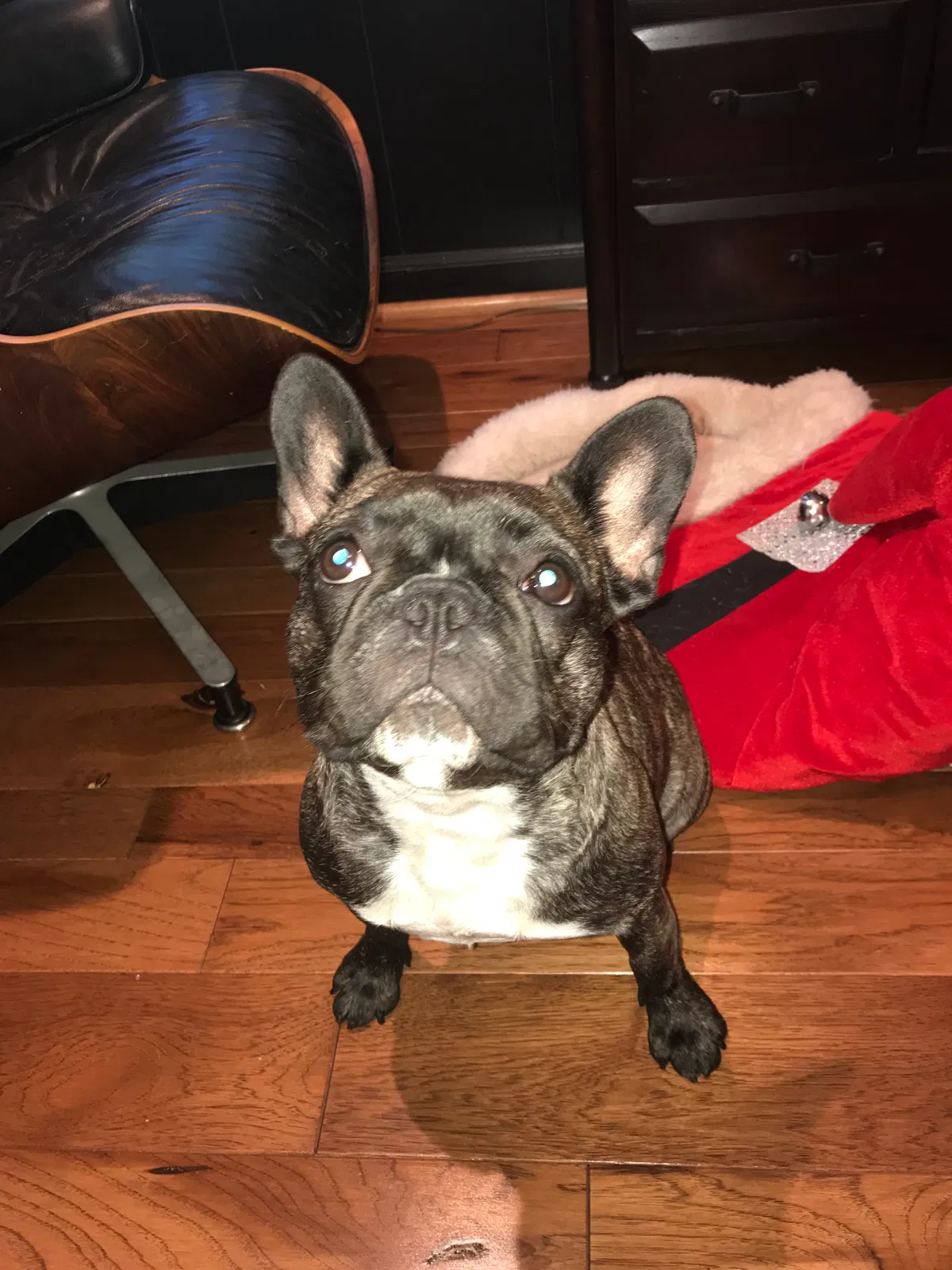 Lost dog in Newburg, MO, 65550