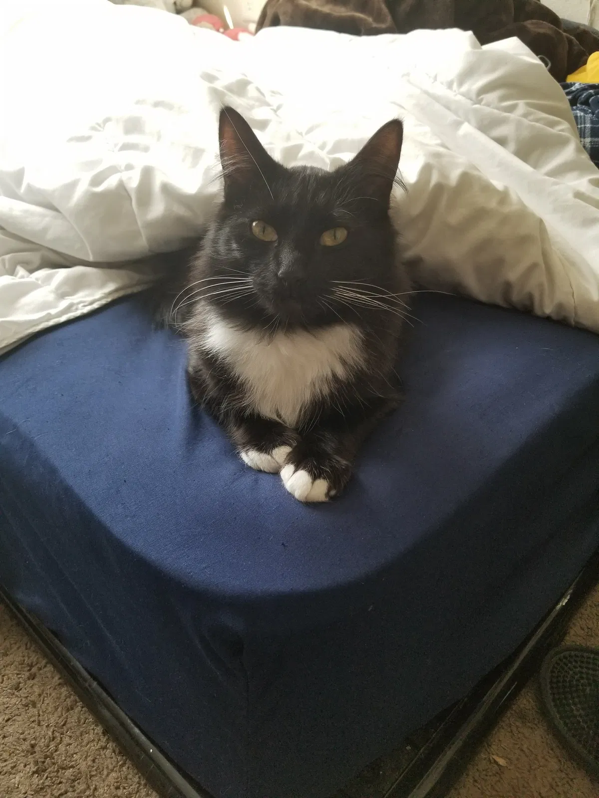 Lost cat in Kennesaw, GA, 30144