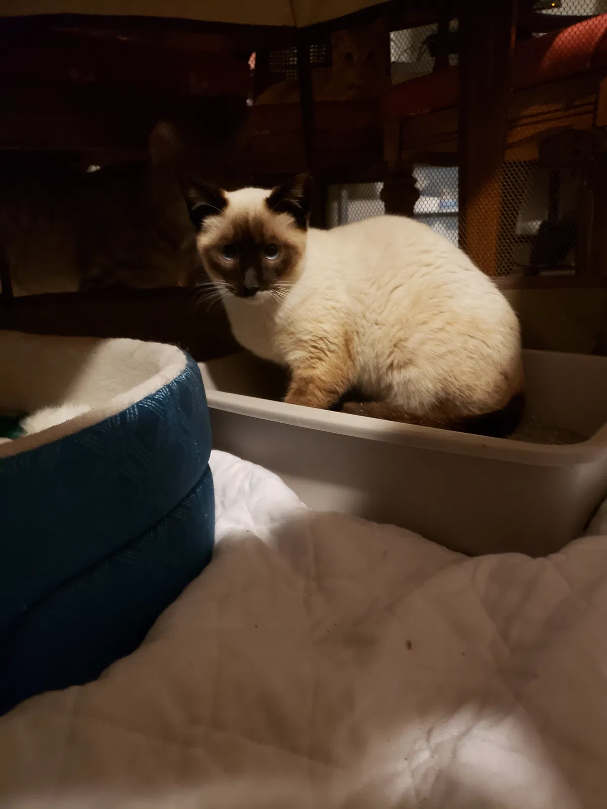 Lost cat in Lewisville, TX, 75067