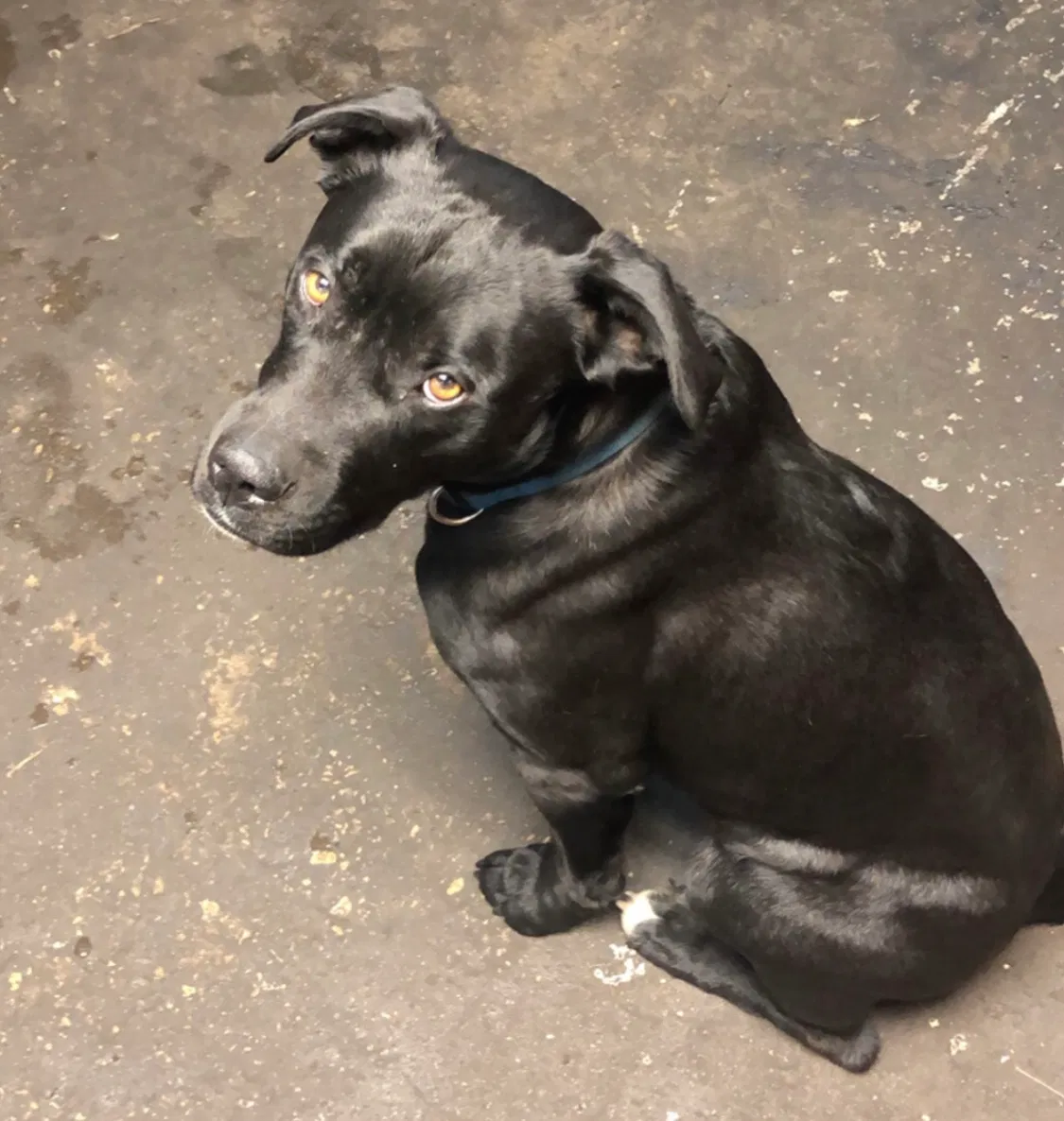 Lost dog in Mondovi, WI, 54755