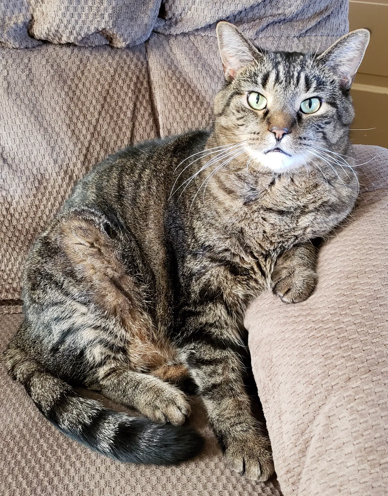 Lost cat in Adams, WI, 53910