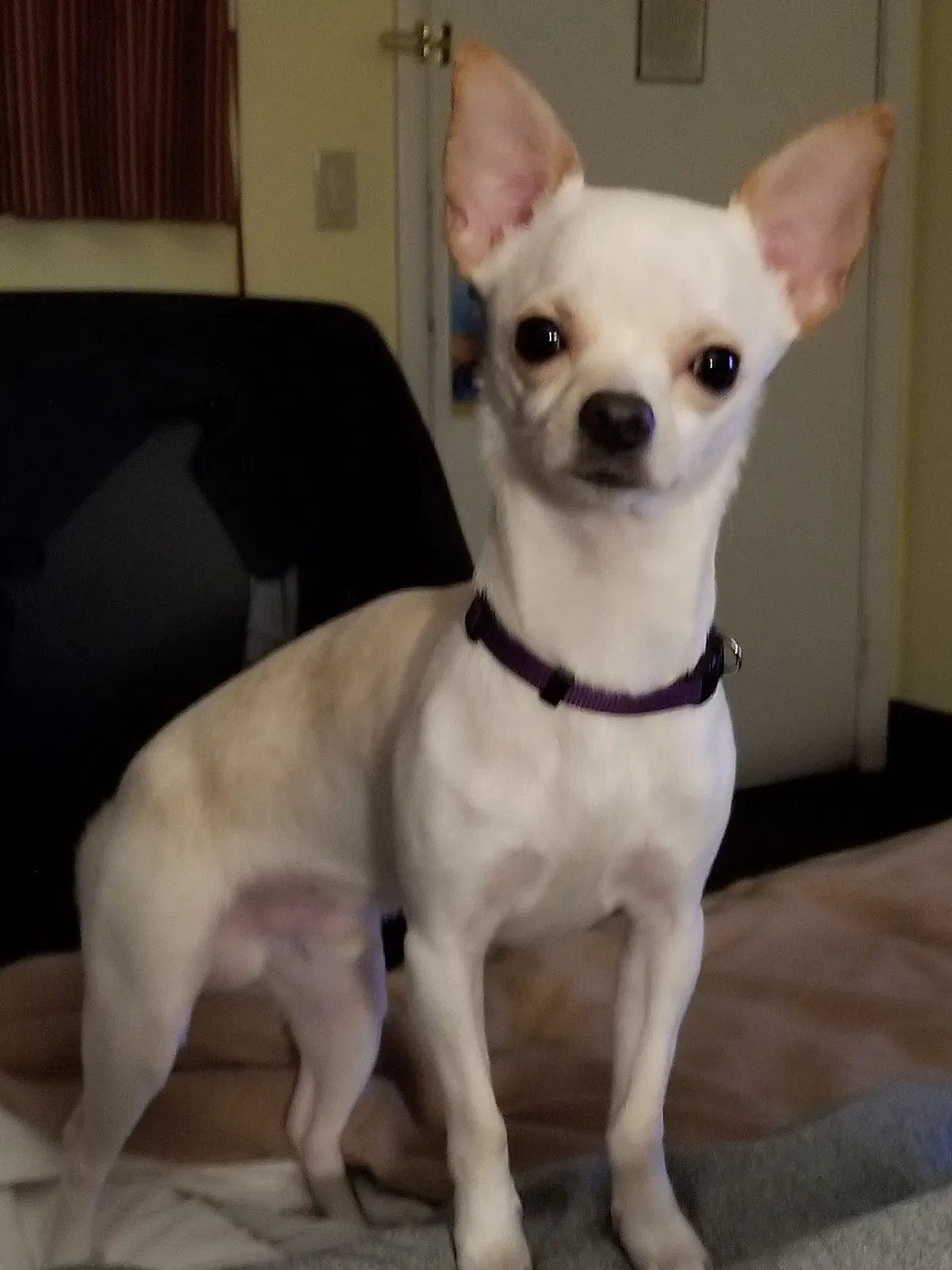 Lost dog in Indianapolis, IN, 46224