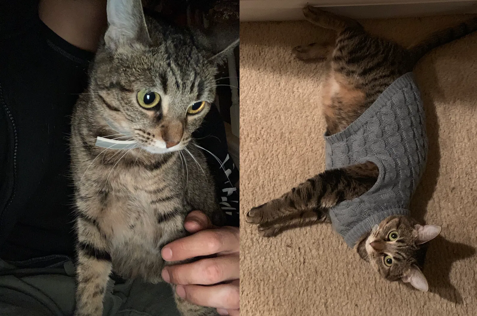 Lost cat in Antioch, CA, 94531