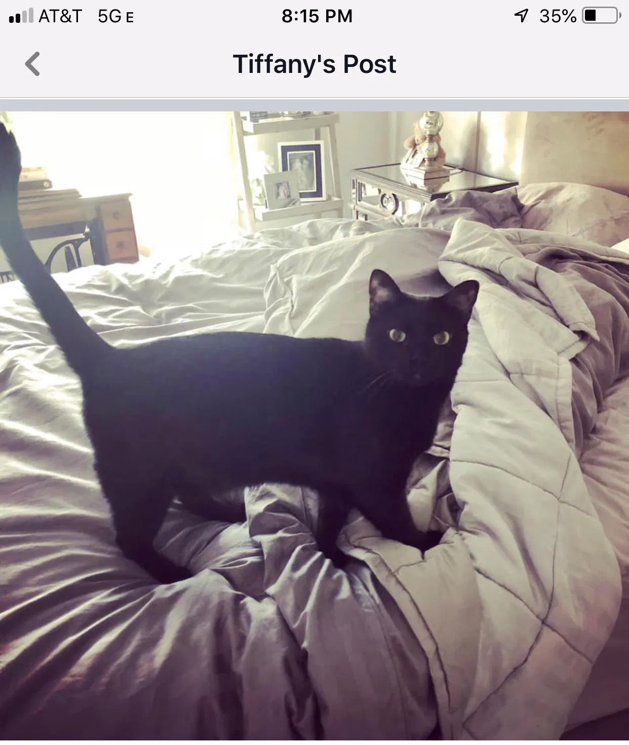 Lost cat in Austin, TX, 78735