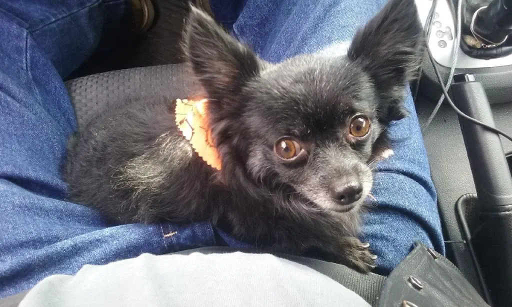 Lost dog in Van Nuys, CA, 91406