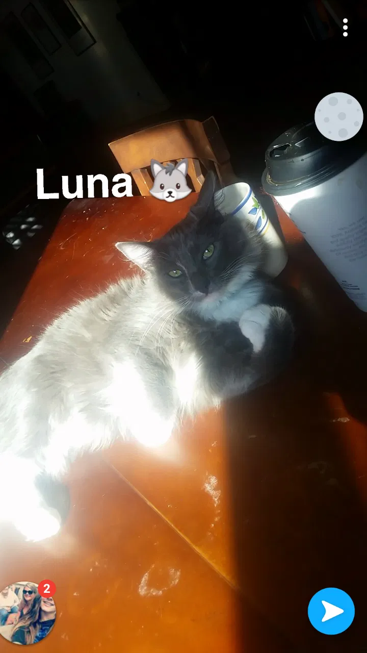 Lost cat in Oakley, CA, 94561