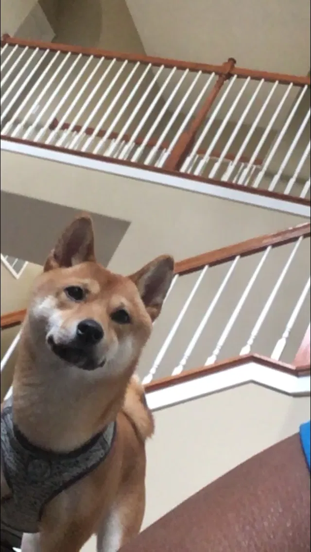 Lost dog in Tampa, FL, 33617