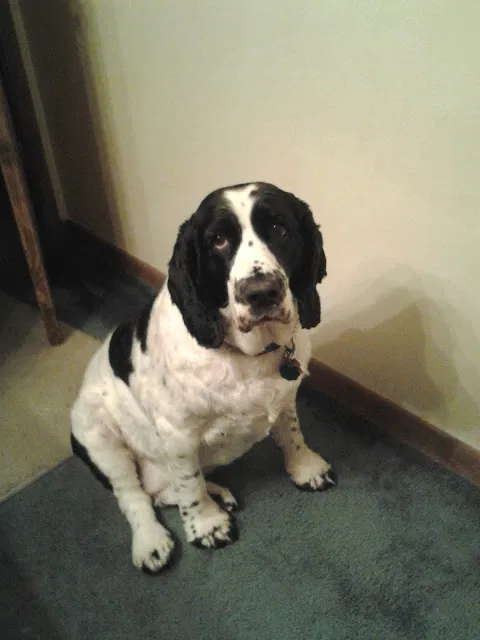 Lost dog in Hartford, WI, 53027