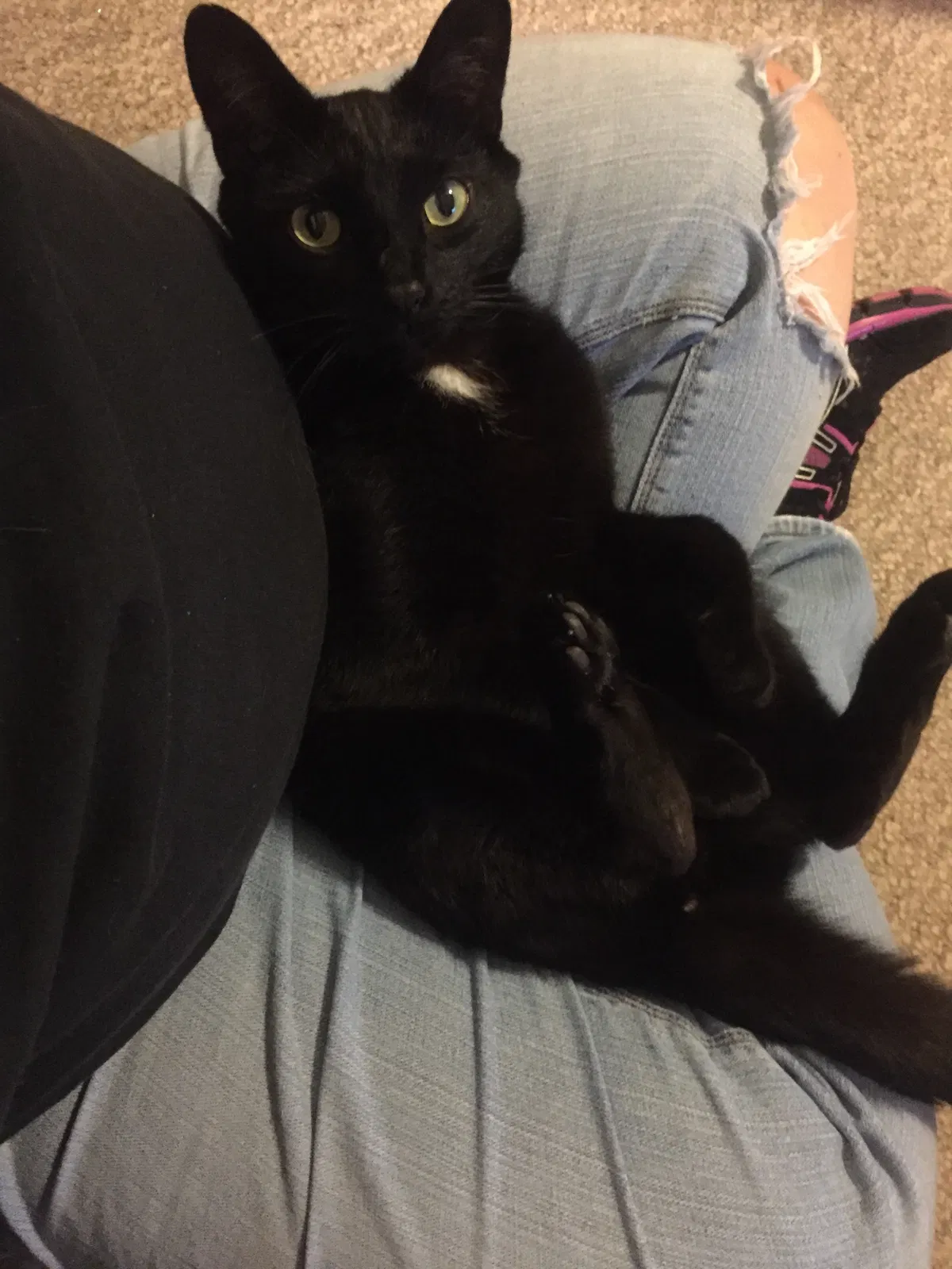 Lost cat in Dacula, GA, 30019