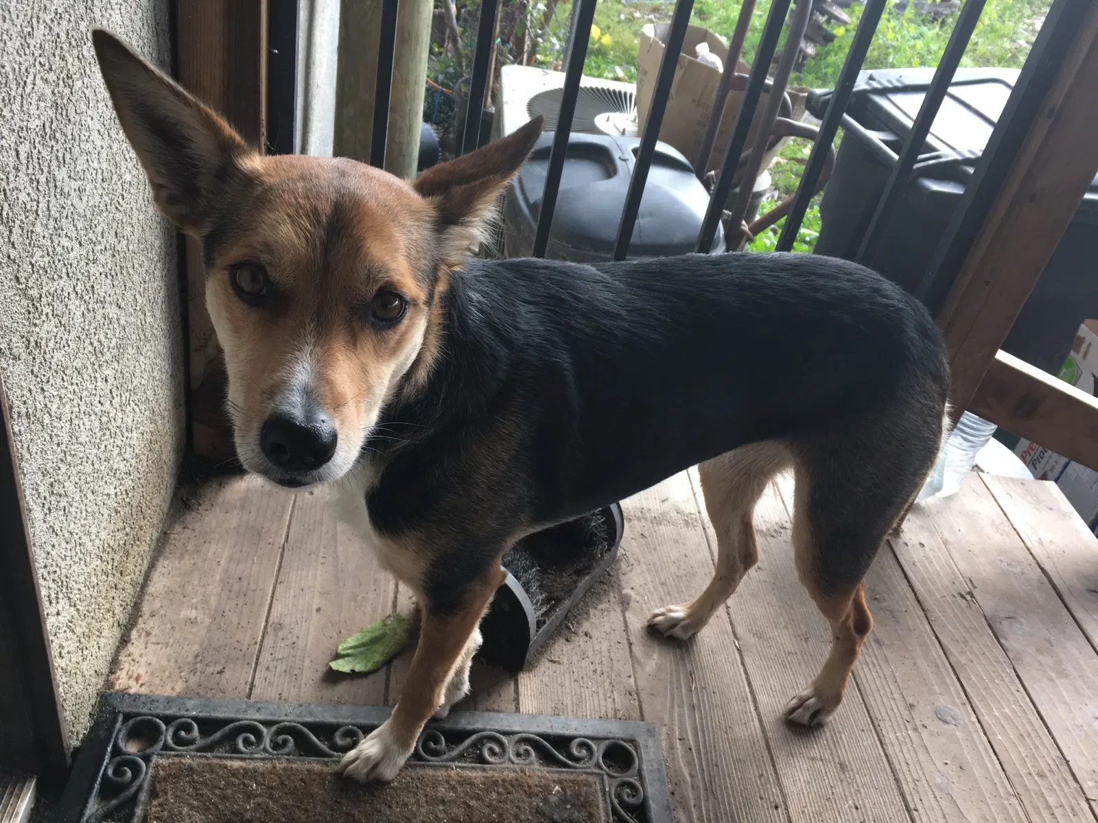 Lost dog in Oakdale, CA, 95361
