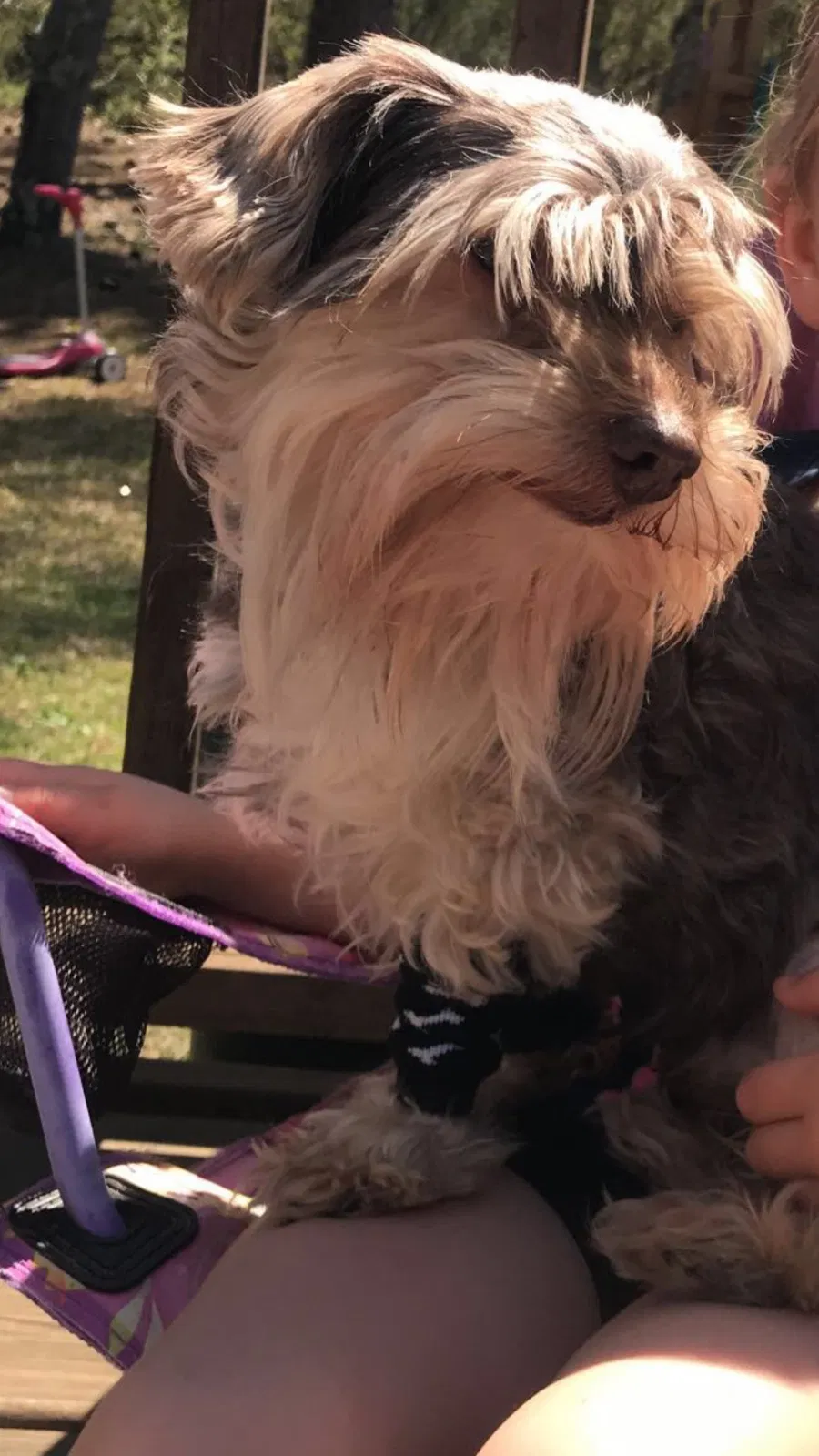 Lost dog in Trussville, AL, 35173