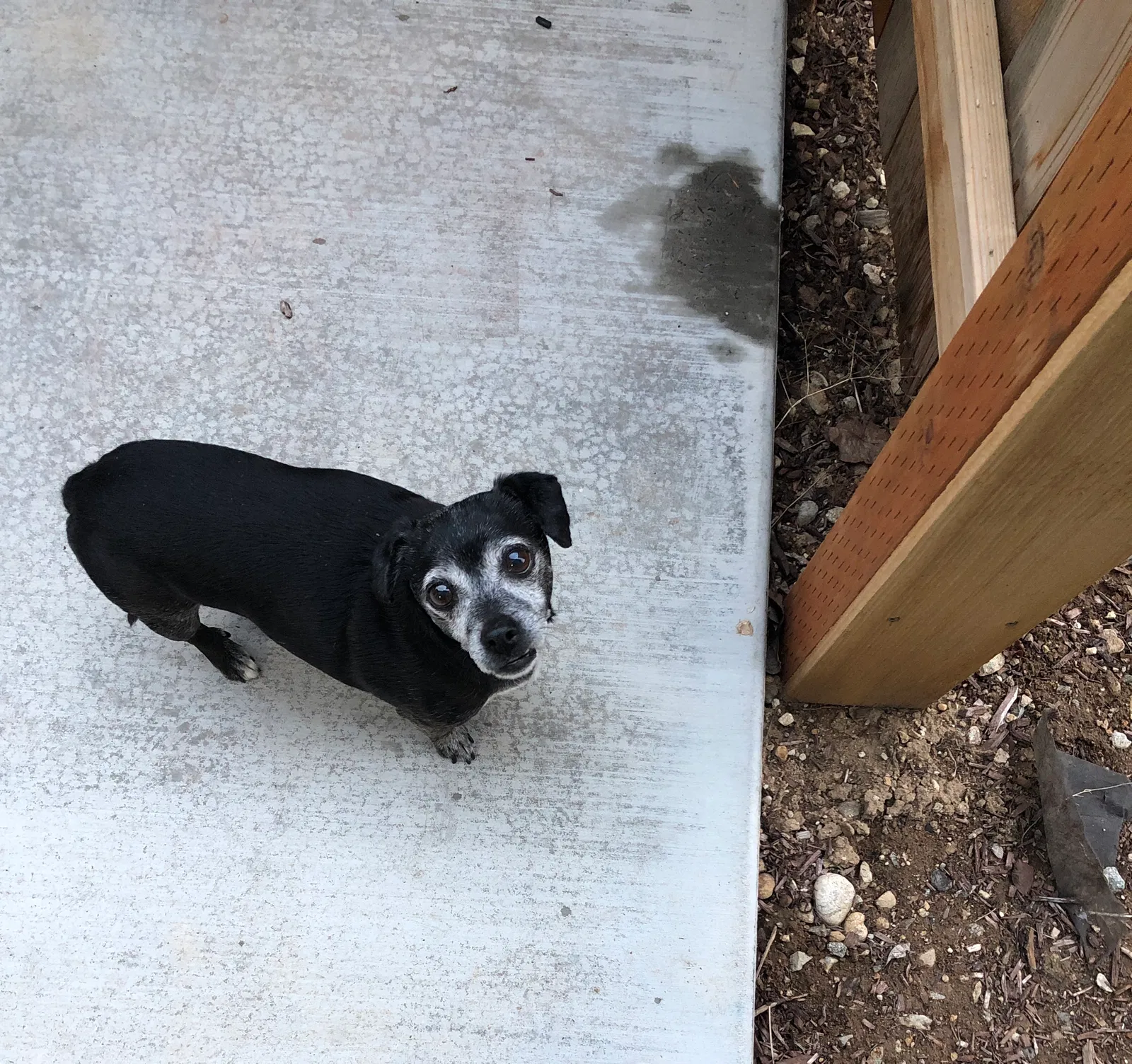 Lost dog in Meridian, ID, 83646