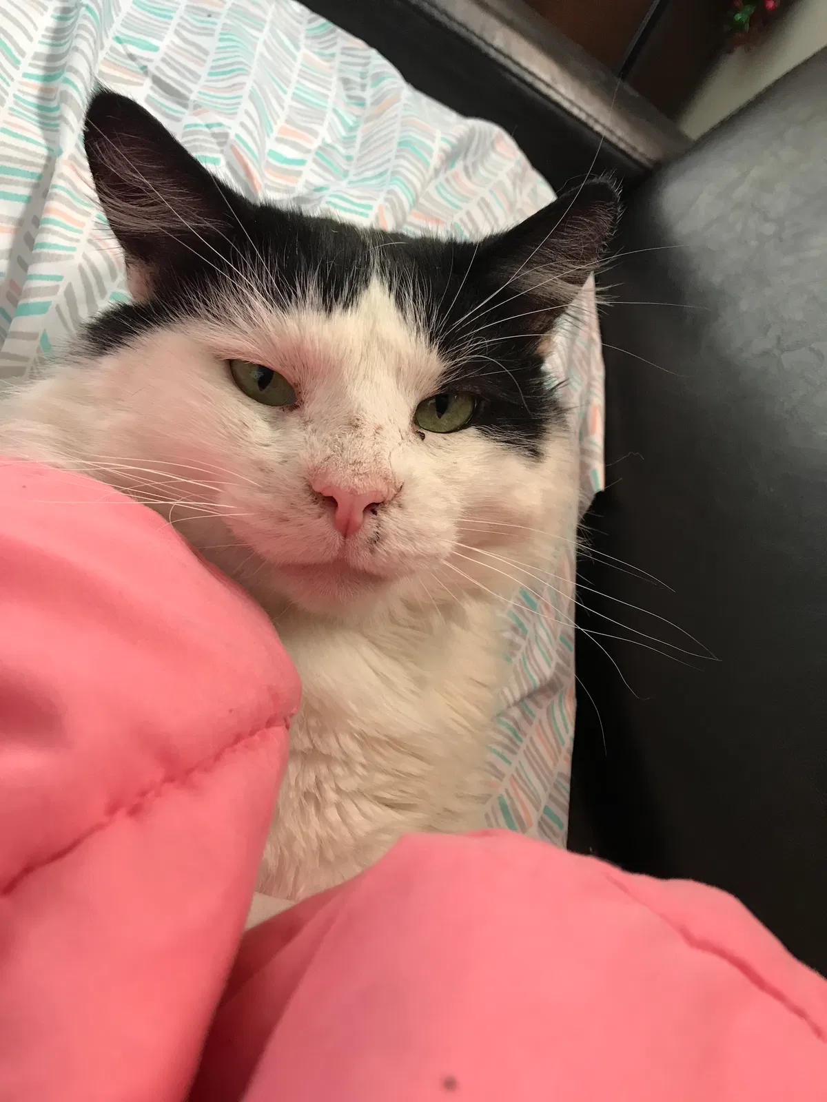 Lost cat in Milwaukee, WI, 53224