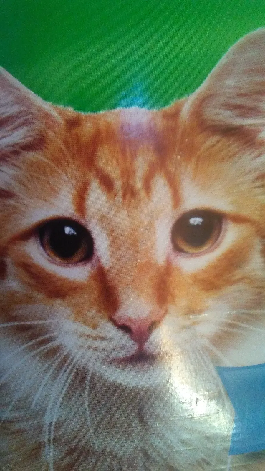 Lost cat in Irwin, PA, 15642
