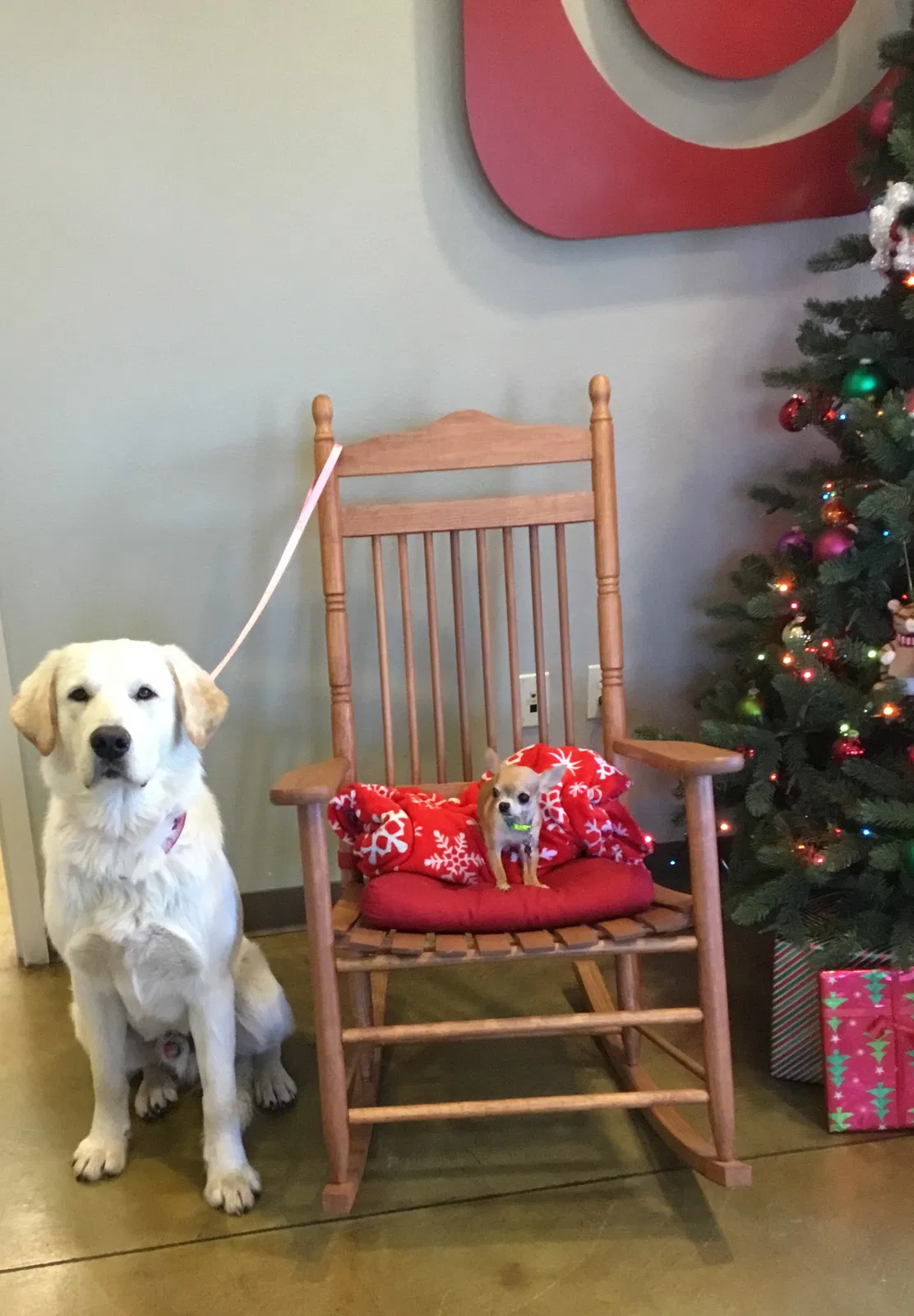 Lost dog in Highlandville, MO, 65669
