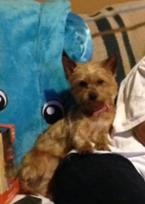 Lost dog in Memphis, TN, 38111