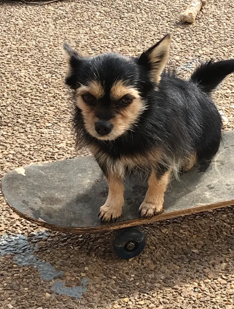 Lost dog in Olive Branch, MS, 38654