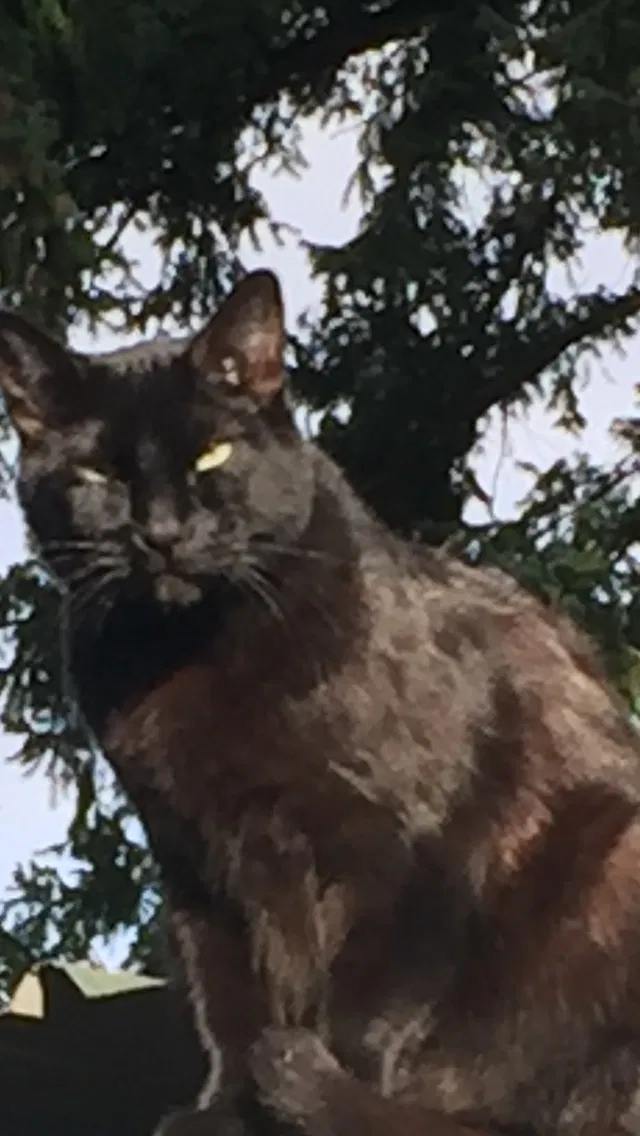 Lost cat in Federal Way, WA, 98023