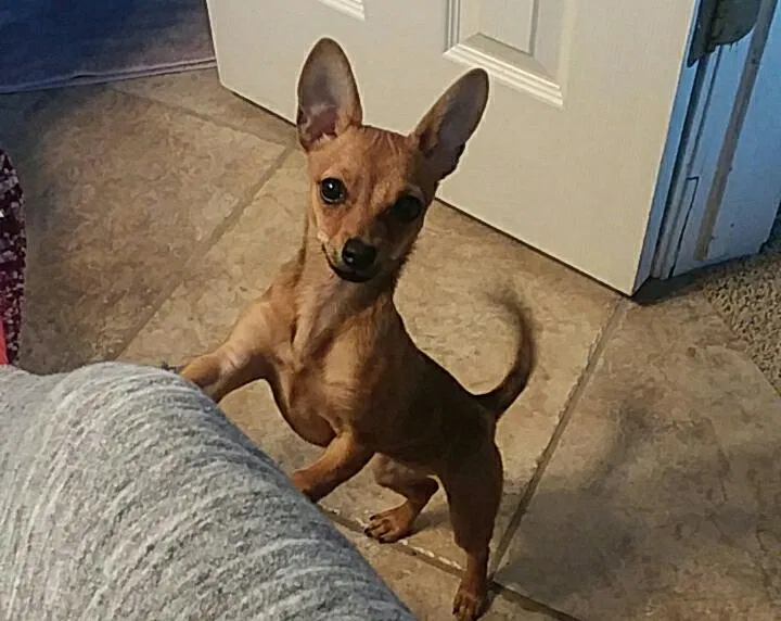 Lost dog in Tulsa, OK, 74134