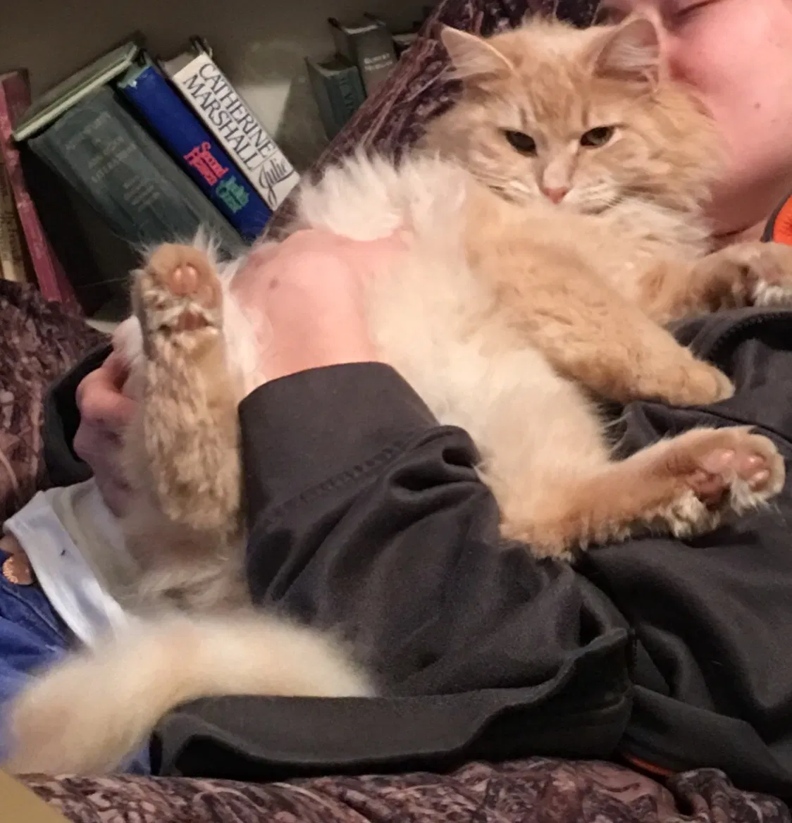 Lost cat in Athens, OH, 45701