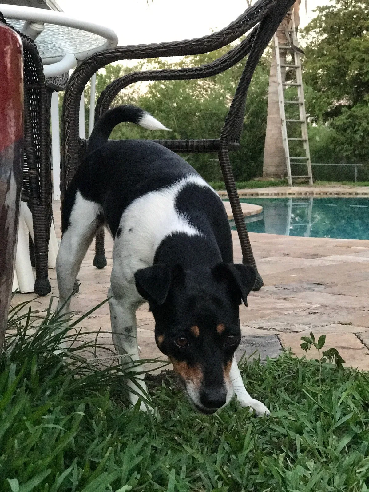 Lost dog in Fort Lauderdale, FL, 33326