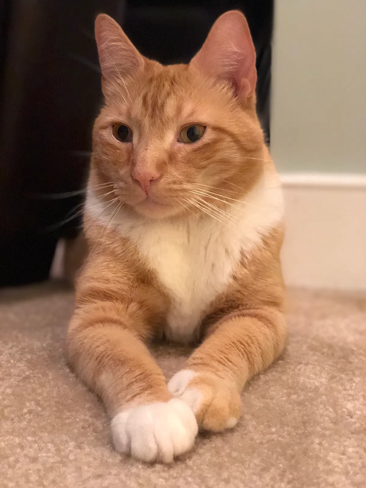 Lost cat in Spotsylvania, VA, 22553