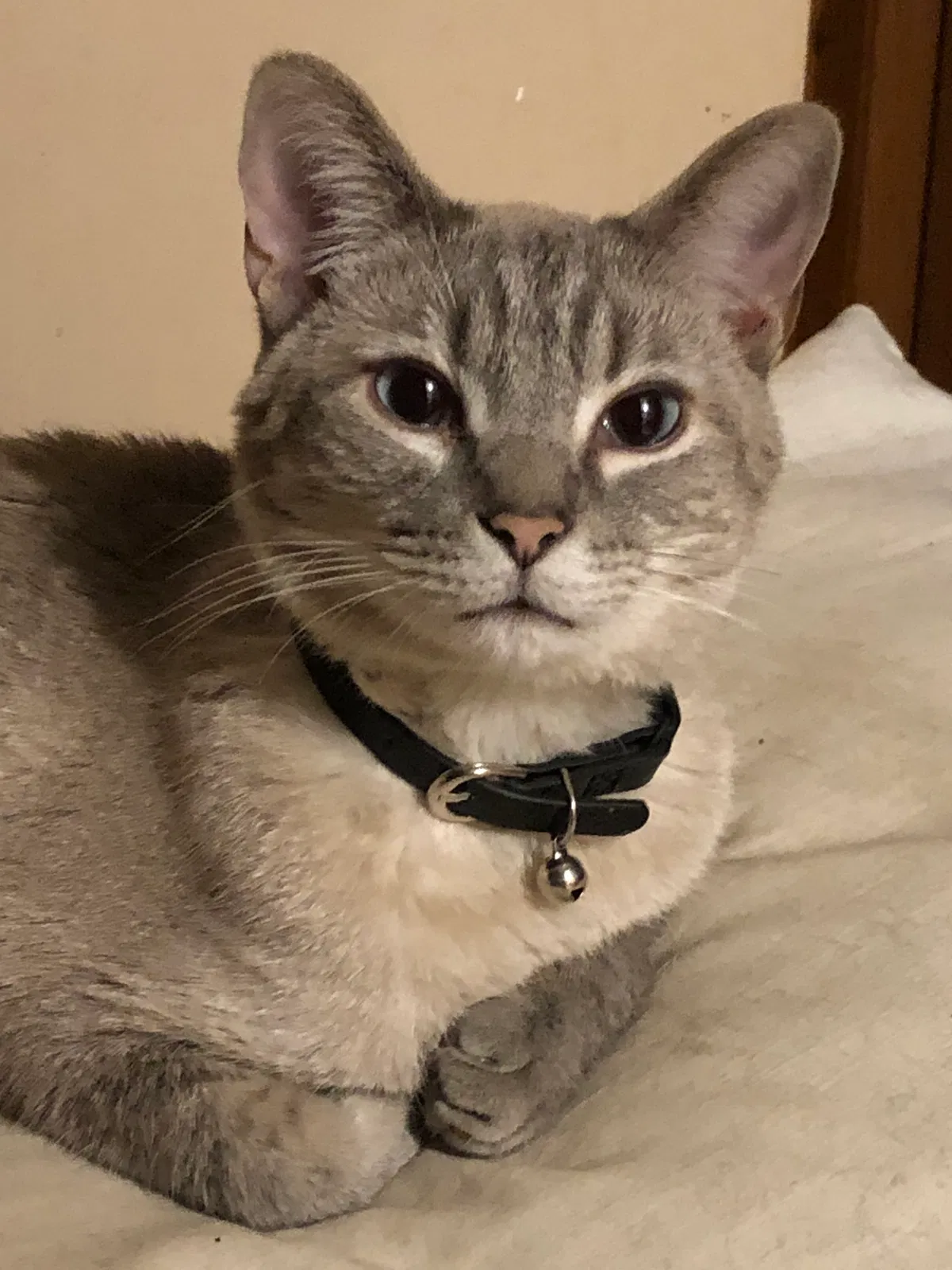 Lost cat in Hanover Park, IL, 60133