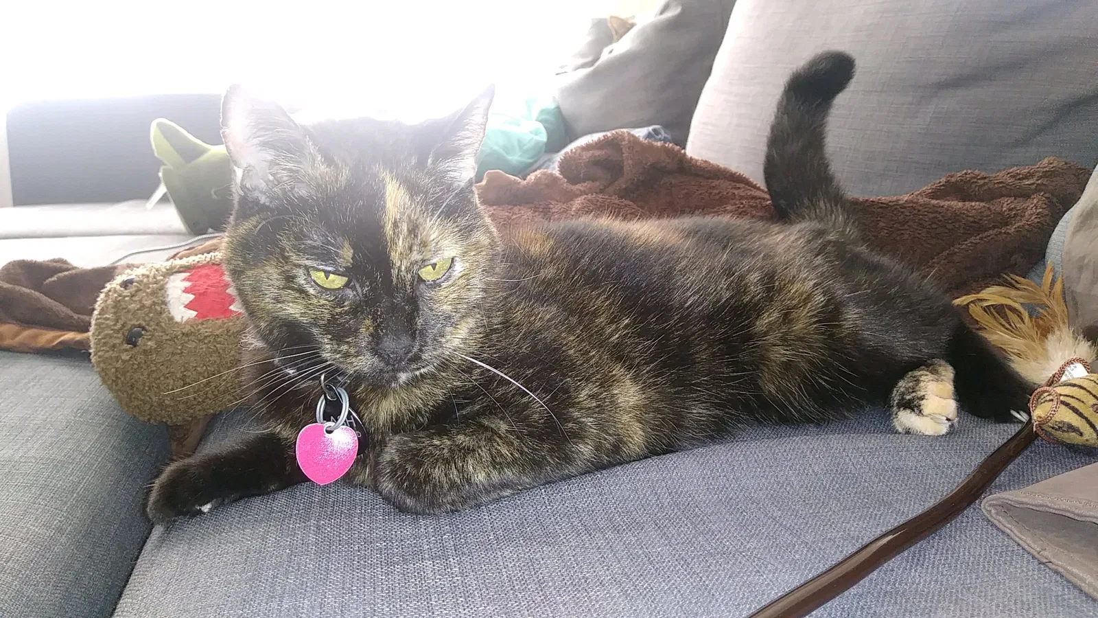Lost cat in Indianapolis, IN, 46239