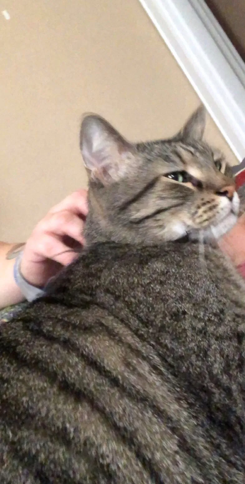 Lost cat in Bowling Green, KY, 42103