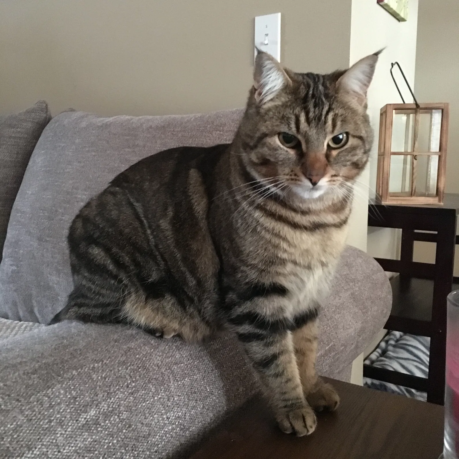 Lost cat in Spokane, WA, 99224