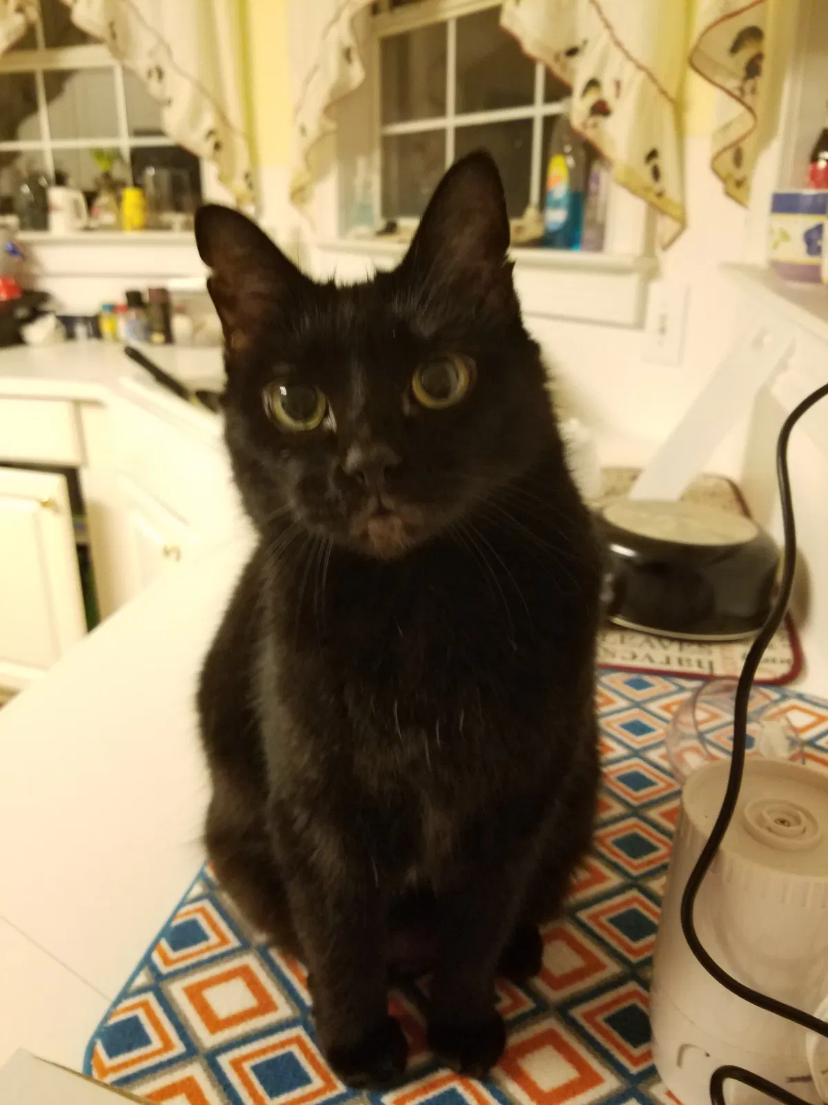 Lost cat in Athens, GA, 30606
