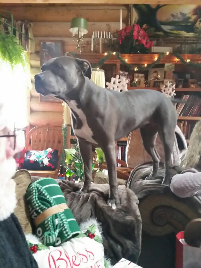 Lost dog in Westminster, CO, 80030
