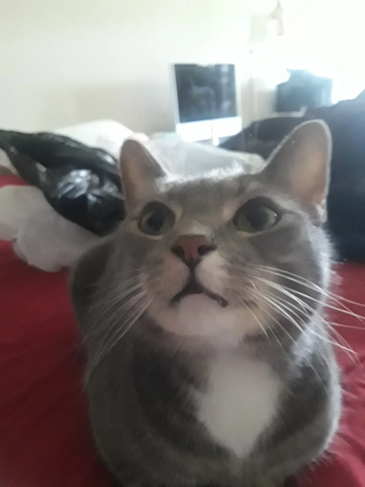 Lost cat in Corona, NY, 11368