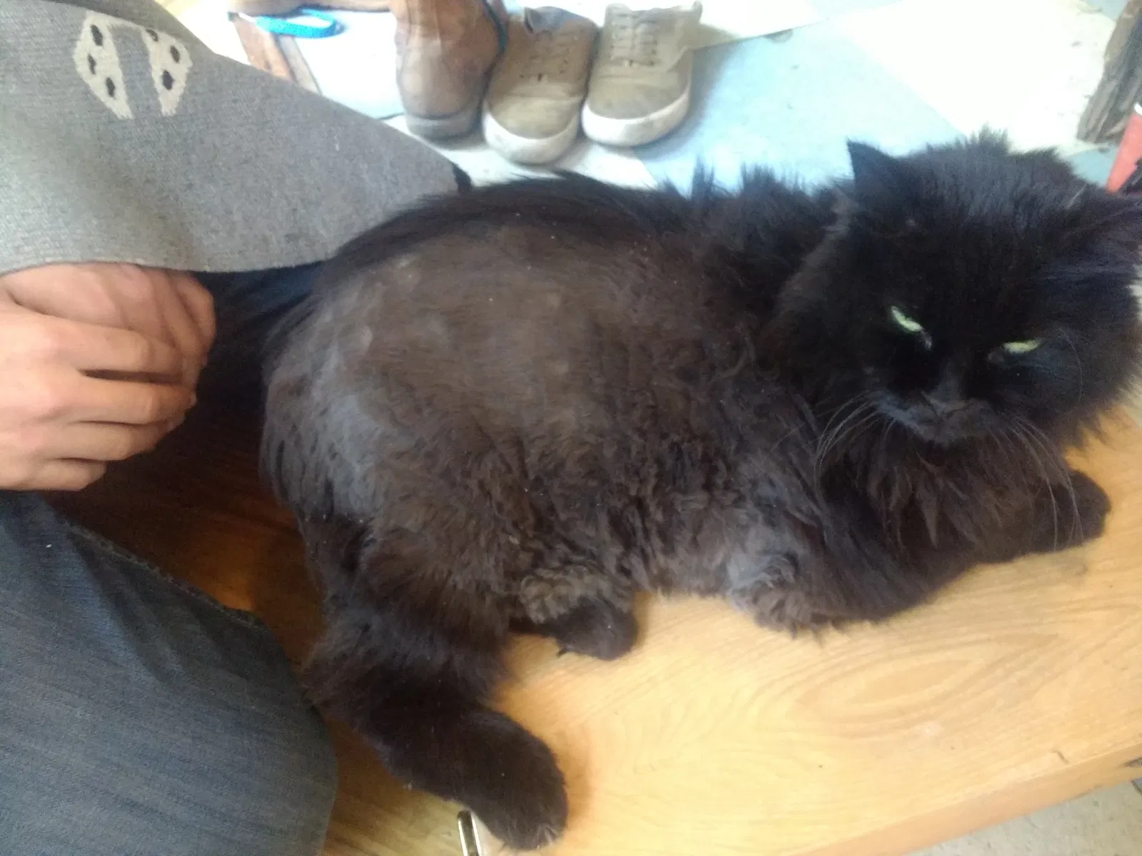 Lost cat in New Orleans, LA, 70116