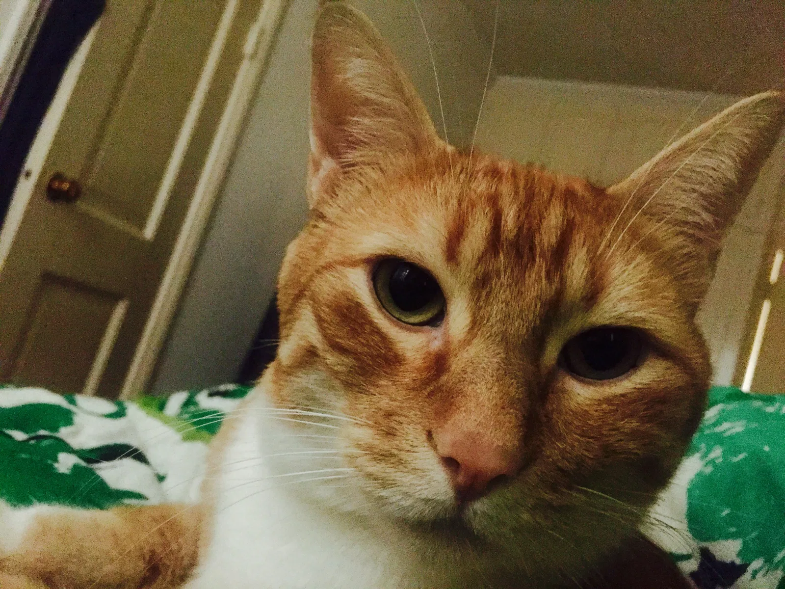 Lost cat in Burbank, CA, 91506