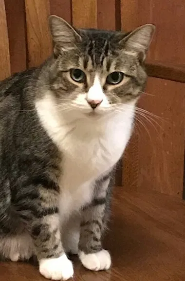Lost cat in Roswell, GA, 30075