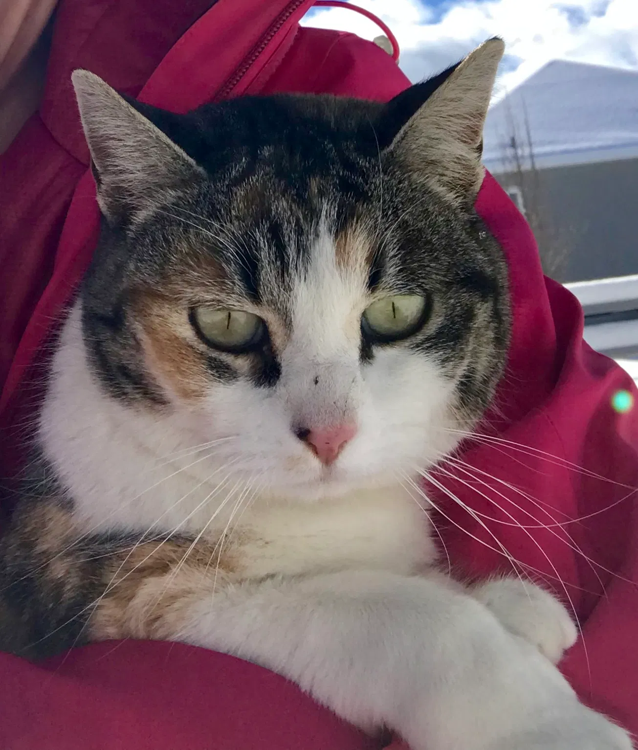 Lost cat in Salem, UT, 84653